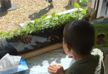A young child looks through the window at plants growing at Indian Creek Child Care Centre.