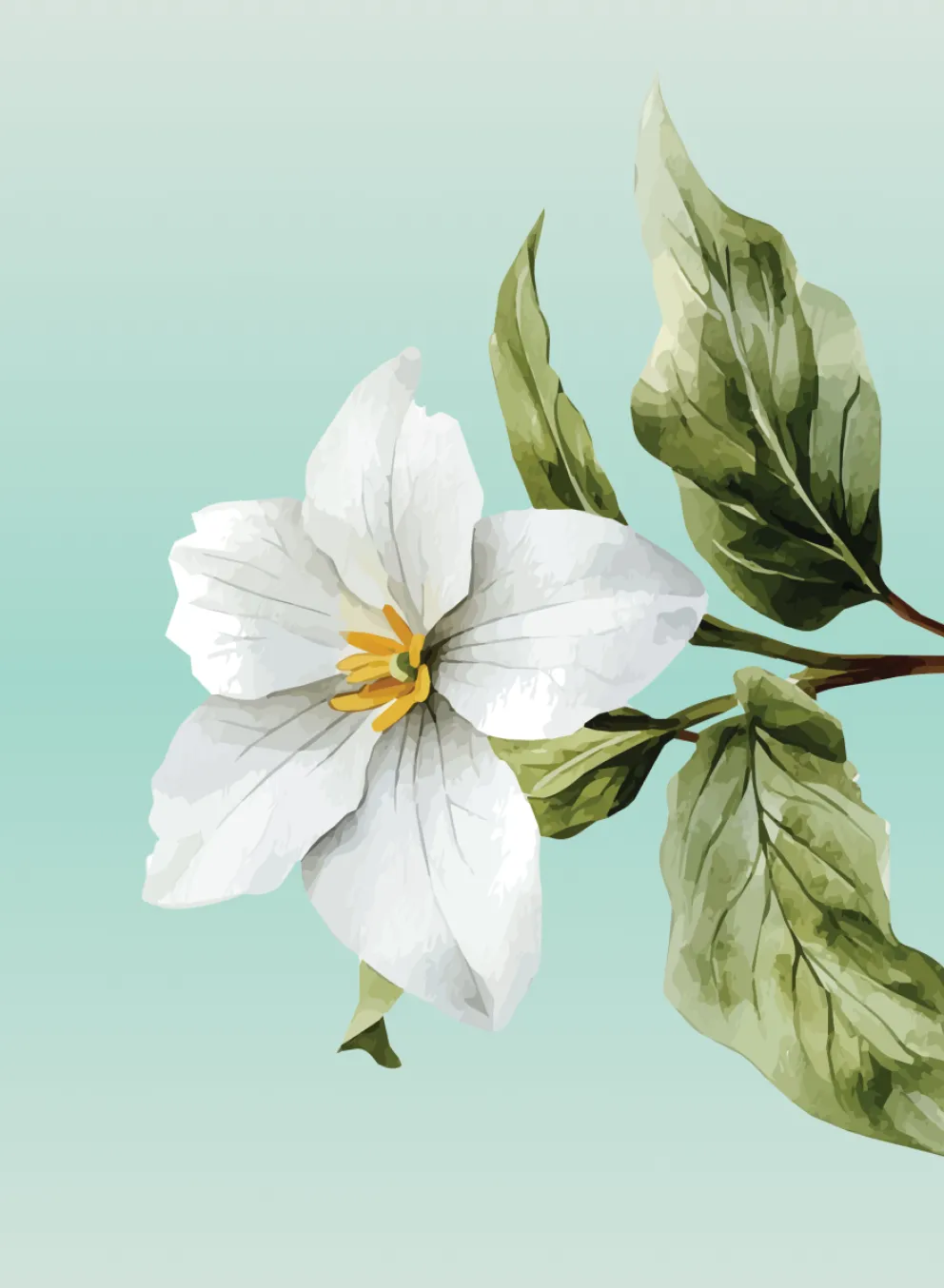Trillium on teal background