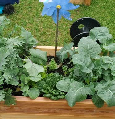 A boxed garden bed filled with leafy vegetable plants and a blue pinwheel.