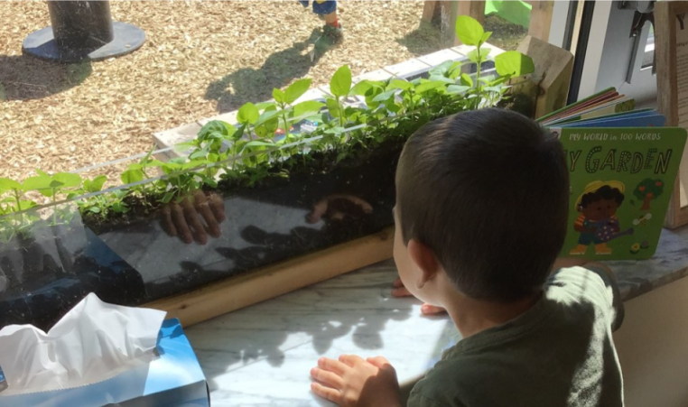 A young child looks through the window at plants growing at Indian Creek Child Care Centre.