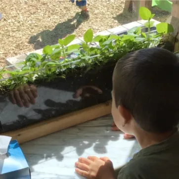 A young child looks through the window at plants growing at Indian Creek Child Care Centre.