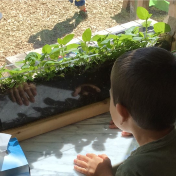 A young child looks through the window at plants growing at Indian Creek Child Care Centre.