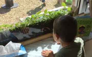 A young child looks through the window at plants growing at Indian Creek Child Care Centre.